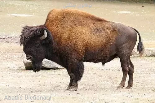 بوفالوی جنگلی